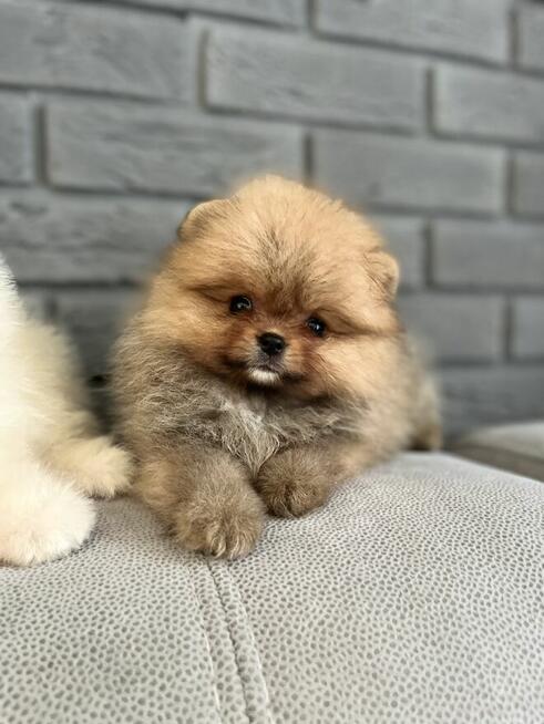 Szpic pomeranian