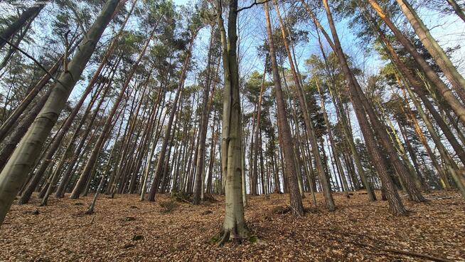 Działka leśna Bondyrz gm. Adamów