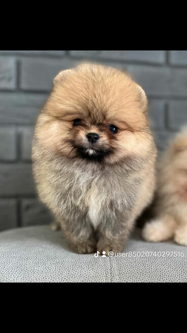 Szpic pomeranian