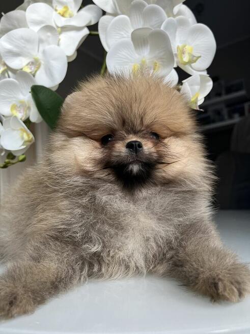 Szpic pomeranian
