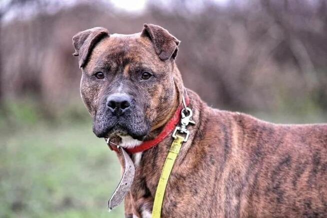 Tiegerek wyjątkowy proludzki psiak w typ.mastaffa TOZ Łódź