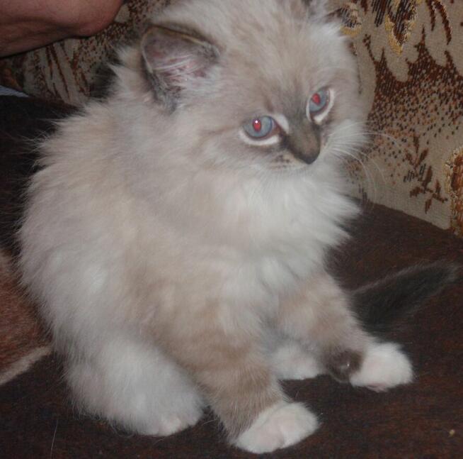 Piękne kocięta Ragdoll