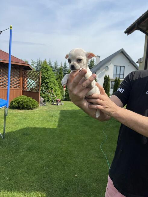 Suczka chihuahua