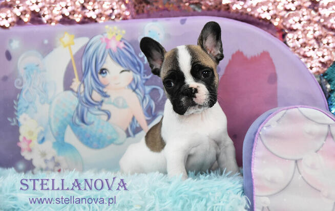 Buldog francuski rewelacja szczenieta hodowla Stellanova FCI
