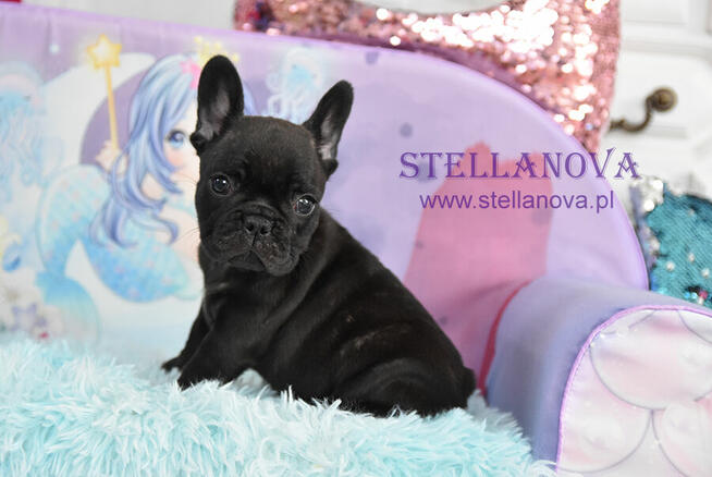 Buldog francuski szczenieta po champ. rewelacja (FCI)