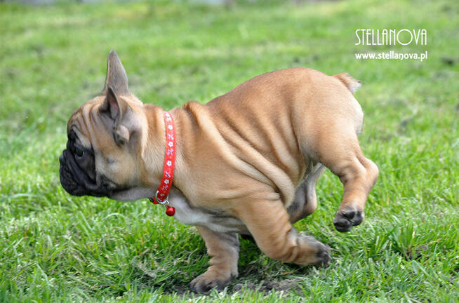 Buldog Francuski FCI