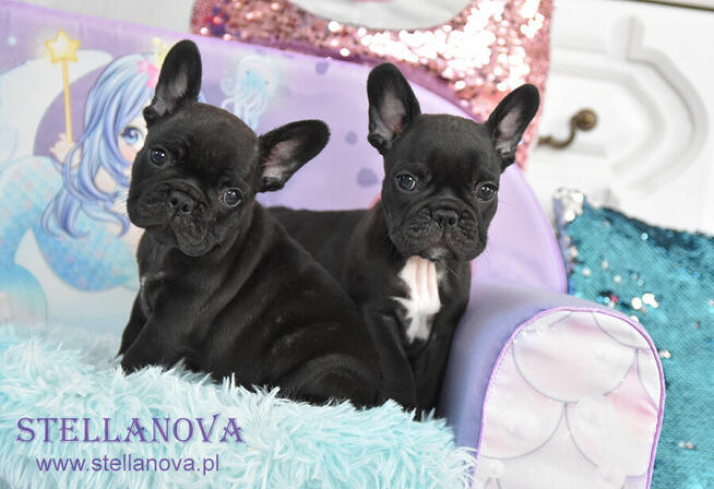 Buldog francuski szczenieta po champ. rewelacja (FCI)