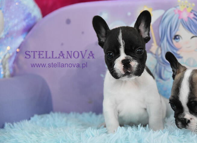 Buldog francuski rewelacja szczenieta hodowla Stellanova FCI