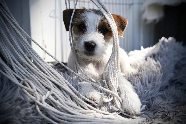 Sunia Jack Russell Terrier