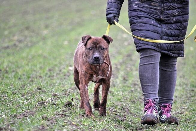 Tiegerek wyjątkowy proludzki psiak w typ.mastaffa TOZ Łódź