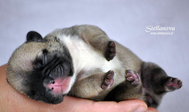 Buldog Francuski FCI