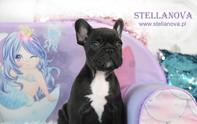 Buldog francuski szczenieta po champ. rewelacja (FCI)