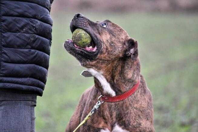 Tiegerek wyjątkowy proludzki psiak w typ.mastaffa TOZ Łódź
