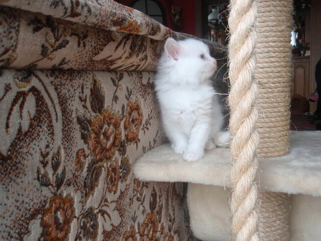 Piękne kocięta Ragdoll