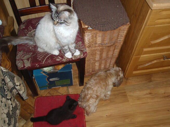 Piękne kocięta Ragdoll