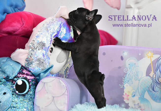 Buldog francuski szczenieta po champ. rewelacja (FCI)