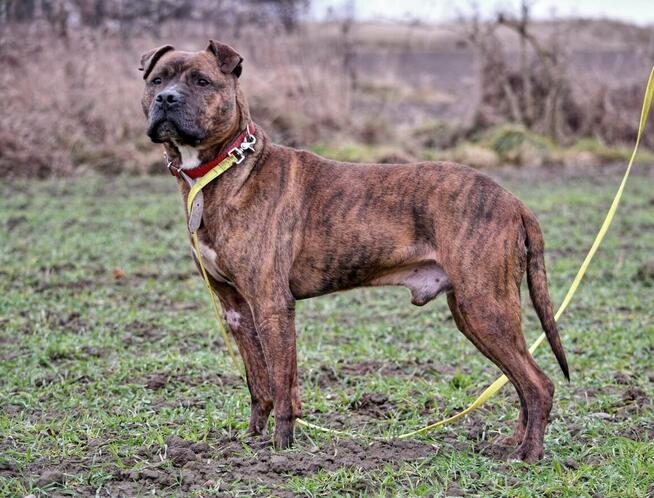Tiegerek wyjątkowy proludzki psiak w typ.mastaffa TOZ Łódź
