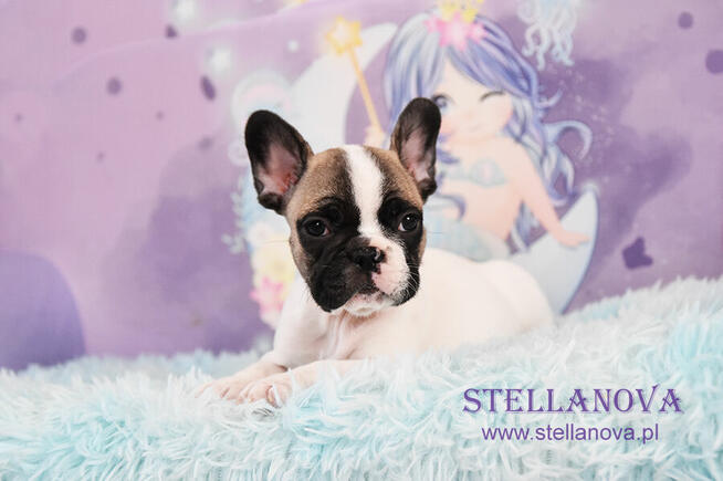 Buldog francuski rewelacja szczenieta hodowla Stellanova FCI