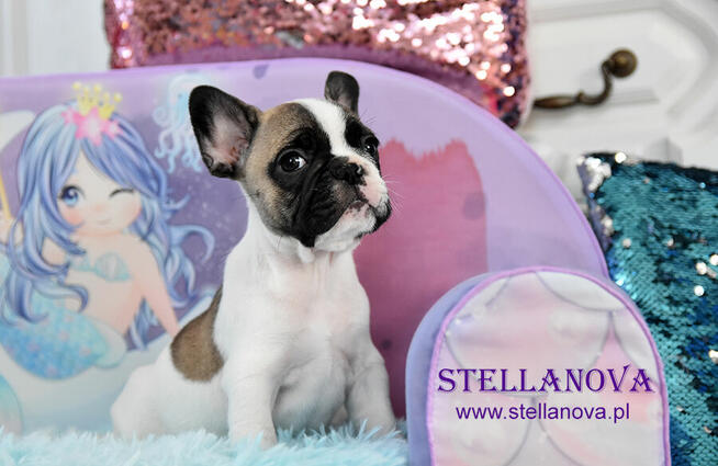 Buldog francuski rewelacja szczenieta hodowla Stellanova FCI