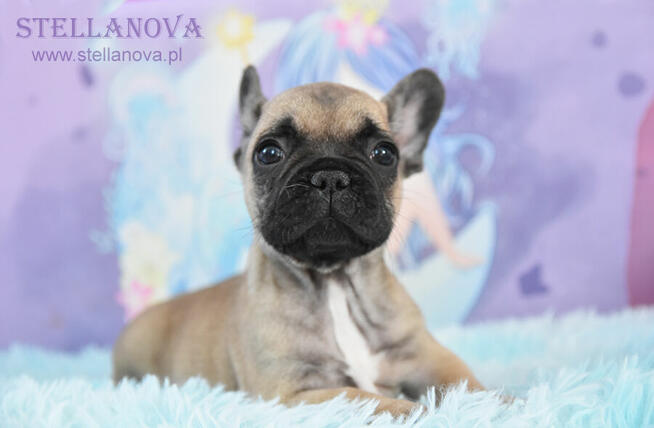 Buldog Francuski FCI