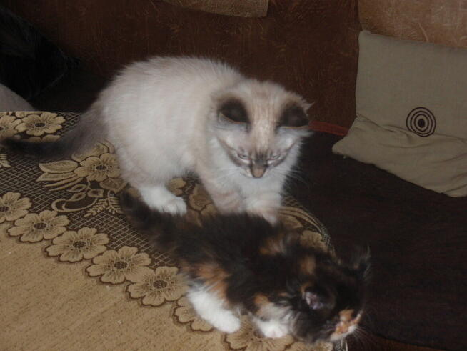 Piękne kocięta Ragdoll