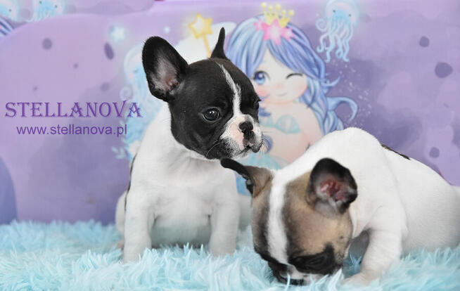 Buldog francuski rewelacja szczenieta hodowla Stellanova FCI
