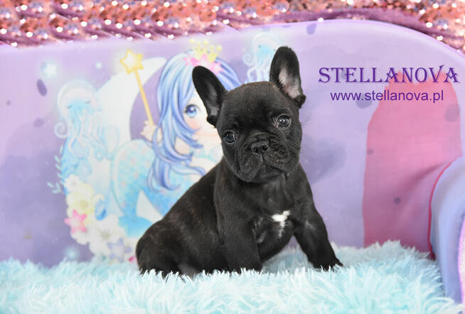 Buldog francuski szczenieta po champ. rewelacja (FCI)