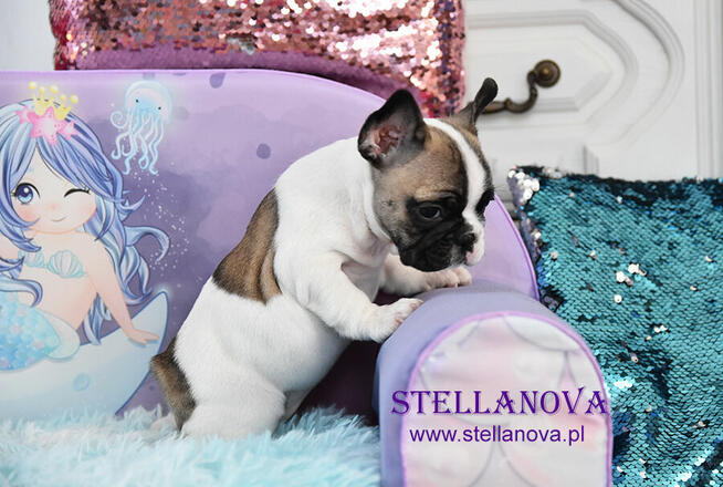 Buldog francuski rewelacja szczenieta hodowla Stellanova FCI