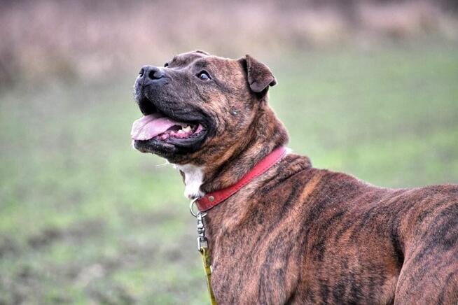 Tiegerek wyjątkowy proludzki psiak w typ.mastaffa TOZ Łódź