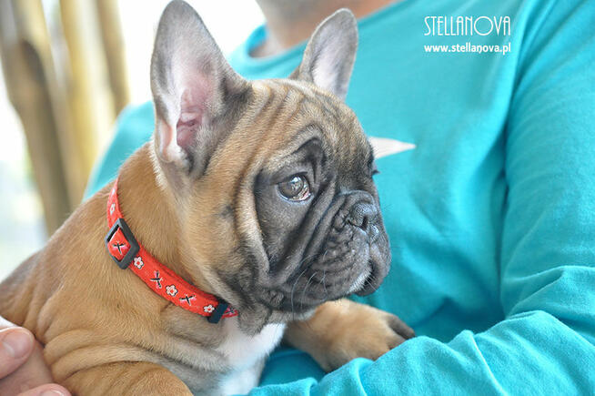 Buldog Francuski FCI