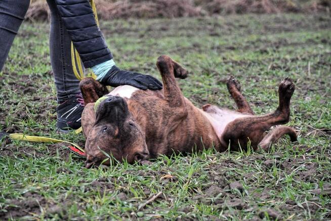 Tiegerek wyjątkowy proludzki psiak w typ.mastaffa TOZ Łódź
