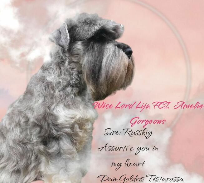 Sznaucer miniaturowy pieprz i sól ZKwP/FCI/miniaturka