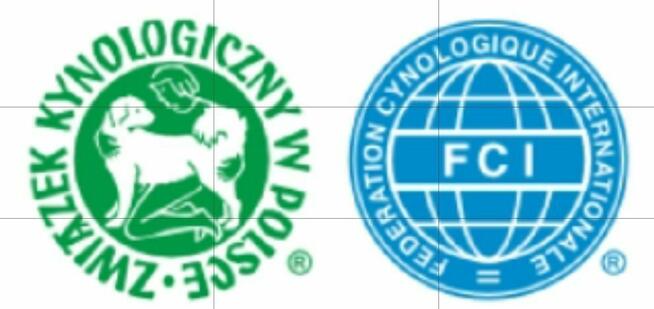 Sznaucer miniaturowy pieprz i sól ZKwP/FCI/miniaturka