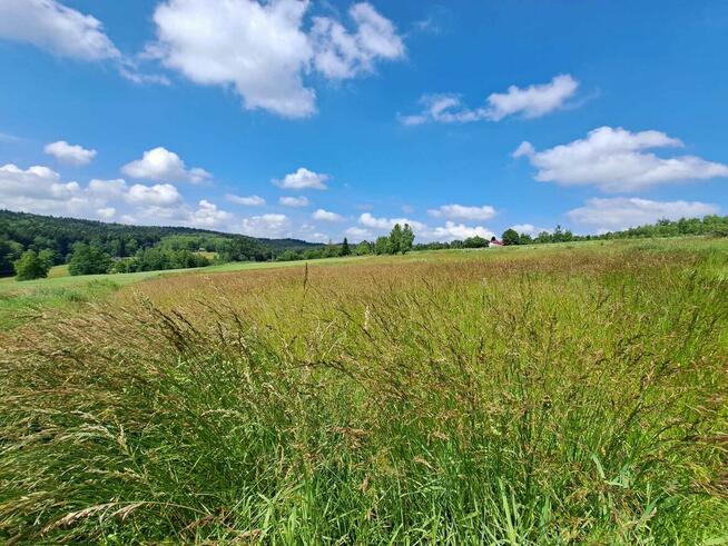 Czermna g. Szerzyny działka 56 ar