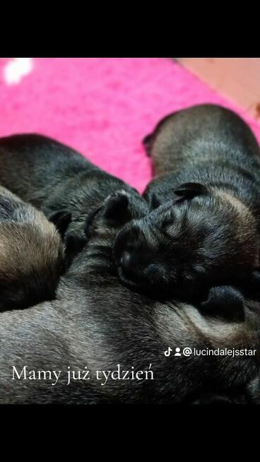 Sznaucer miniaturowy pieprz i sól ZKwP/FCI/miniaturka