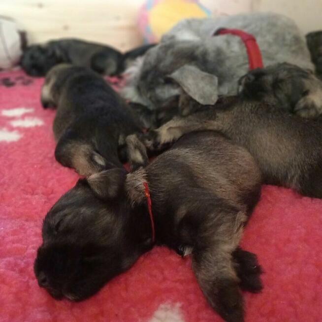 Sznaucer miniaturowy pieprz i sól ZKwP/FCI/miniaturka