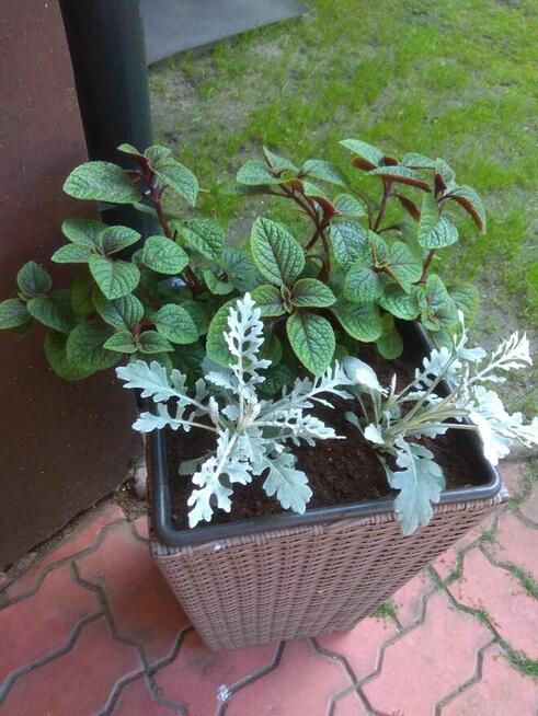 Zamienię duży 200 m 2 dom na mniejszy