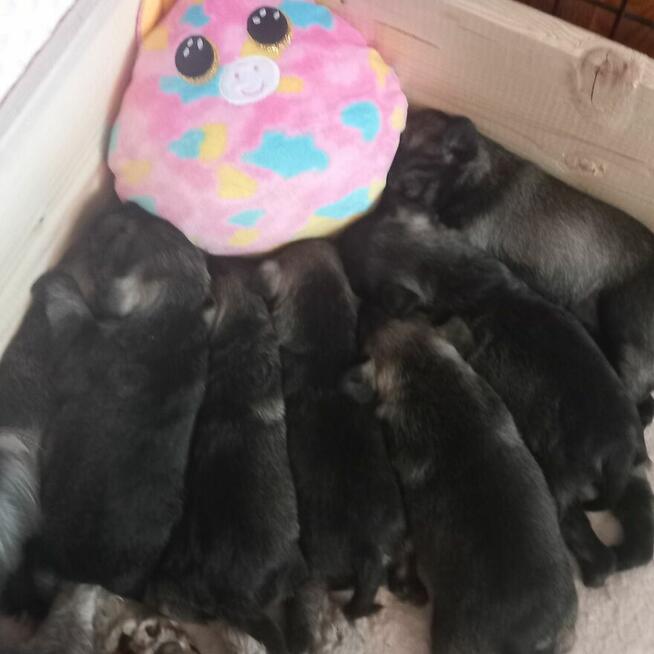 Sznaucer miniaturowy pieprz i sól ZKwP/FCI/miniaturka