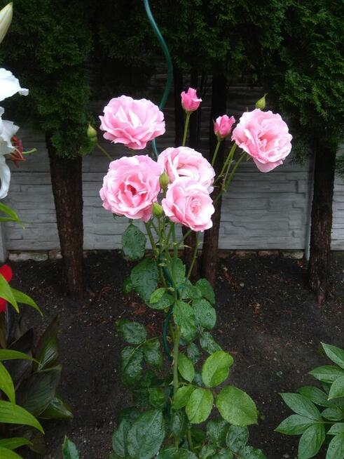 Zamienię duży 200 m 2 dom na mniejszy