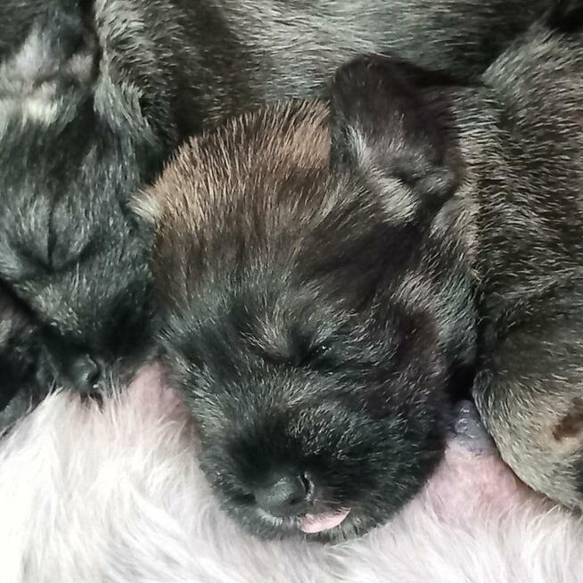 Sznaucer miniaturowy pieprz i sól ZKwP/FCI/miniaturka