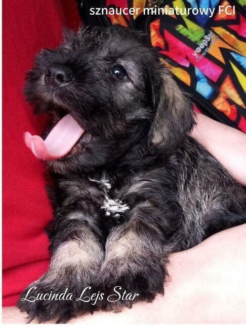 Sznaucer miniaturowy pieprz i sól ZKwP/FCI/miniaturka