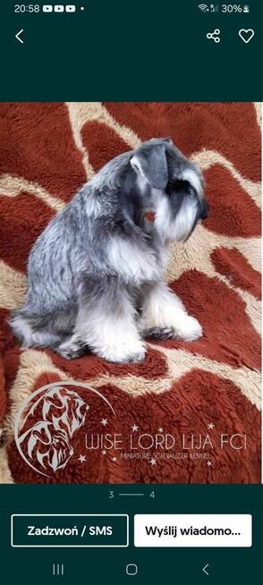 Sznaucer miniaturowy pieprz i sól ZKwP/FCI/miniaturka