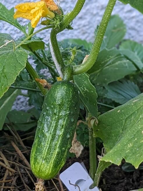 Ogórek Palczik Zasolaczny Rosyjskie kolekcja