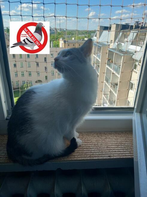 Montaż siatki na balkonie, oknie dla kotka przeciw ptakom