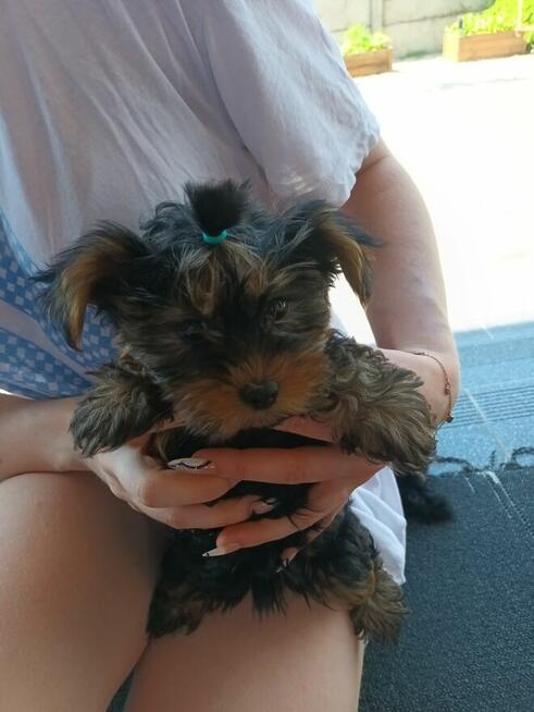 York terrier