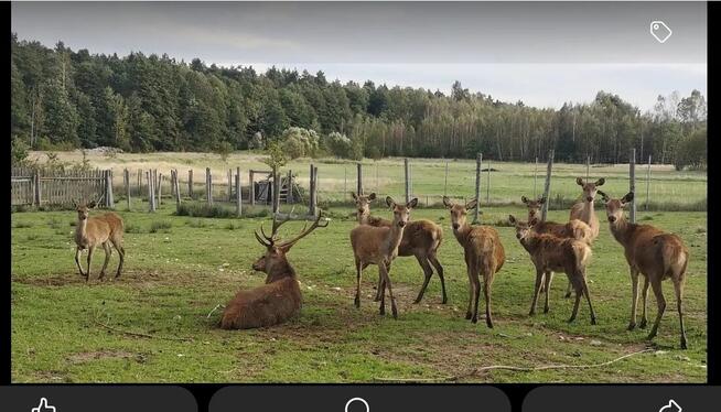 w Dolinie Wilkowskiej,, Pod Jeleniami,, prawdziwymi. Góry Świ