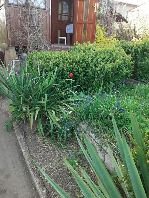 Działka ROD Janiska