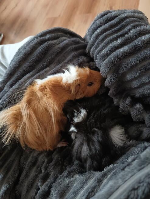 Sprzedam świnki morskie rozetki