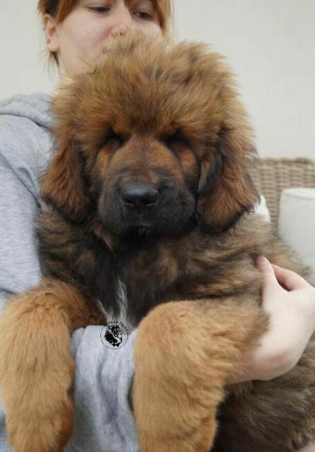 Mastif tybetański szczeniak