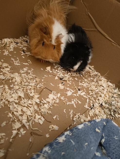 Sprzedam świnki morskie rozetki